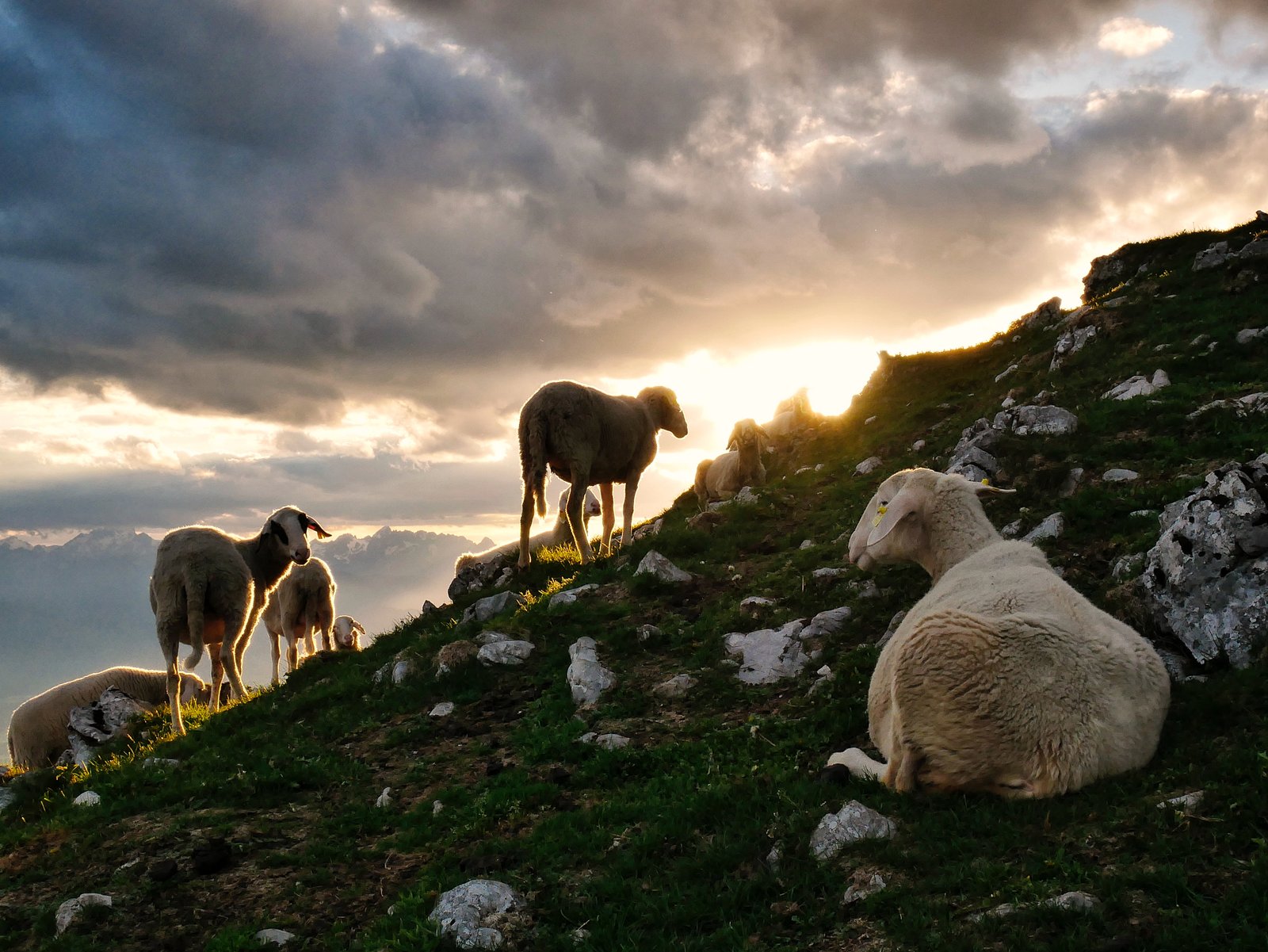 Sheep Without a Shepherd: Jesus’s Mission and the Rescue of Israel, Part 1