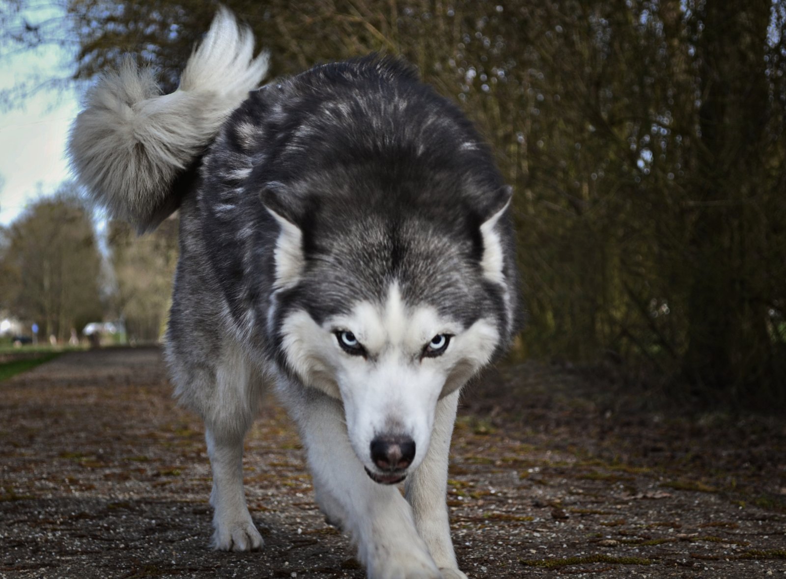 Sheep, Wolves, Serpents, and Doves: How to Be Shrewd and Innocent in a Hostile World