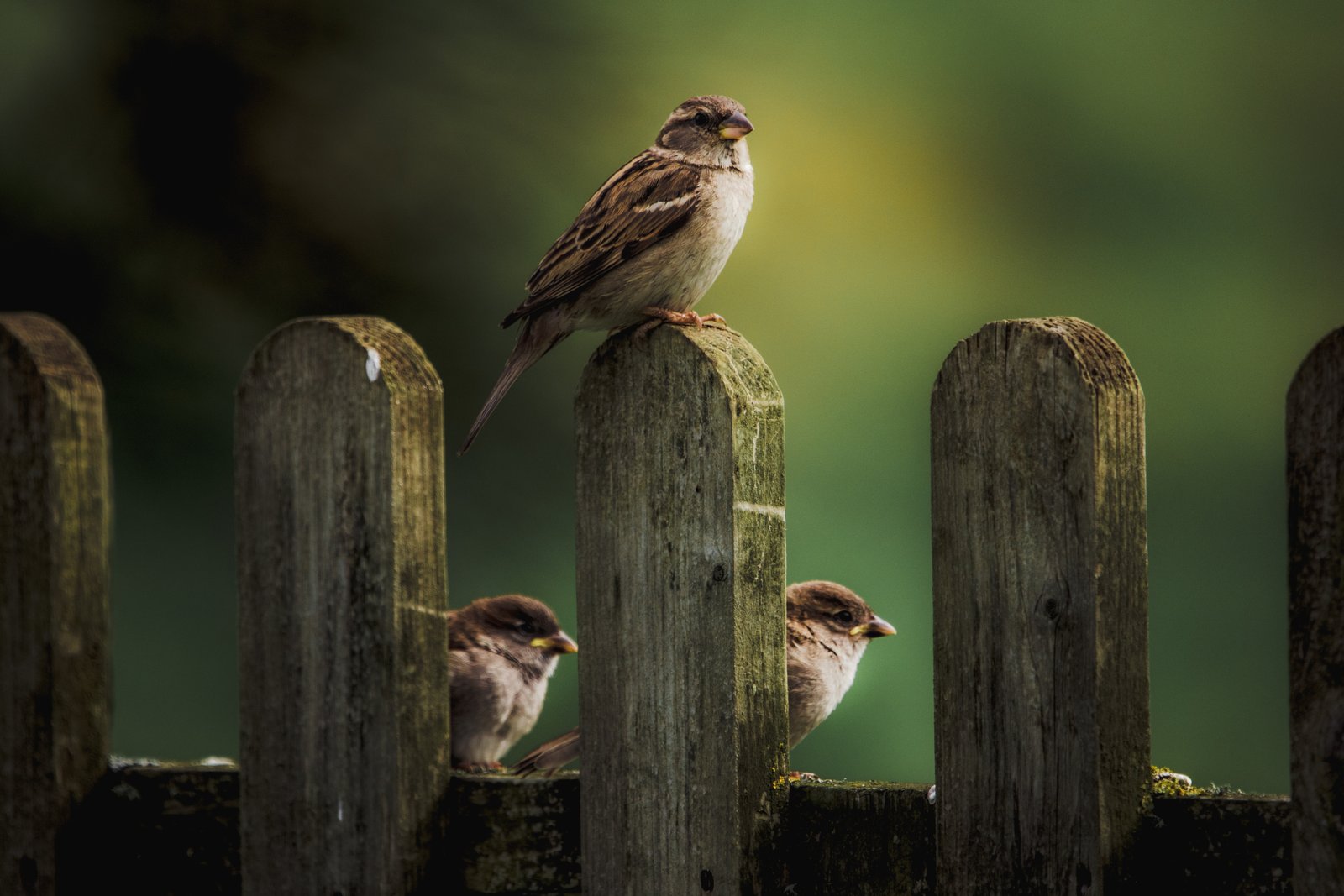 The Presence of God and the Value of Sparrows: Why We Don’t Need to Be Afraid