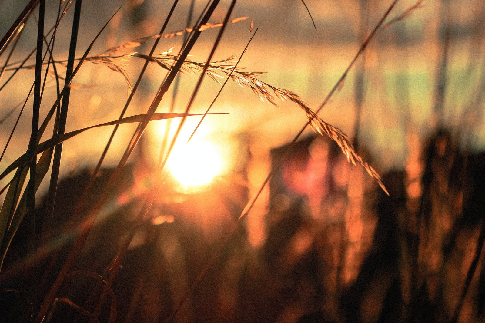 Wheat, Weeds, and the End of the Age: What the Parable of the Tares Says About the World Today